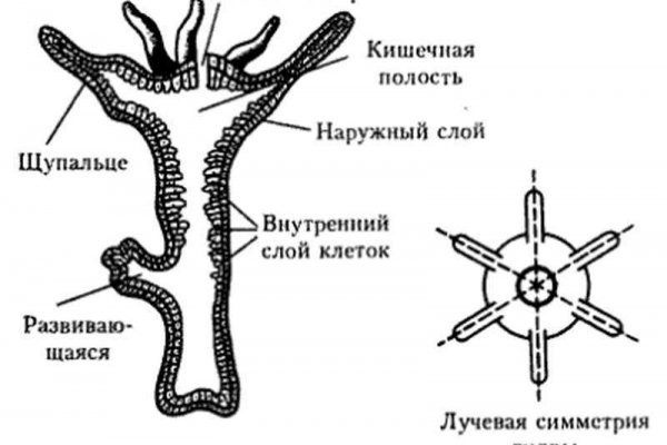 Кракен современный маркетплейс