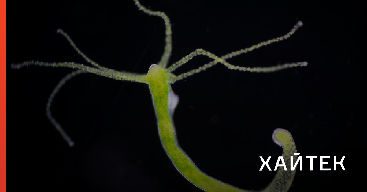 Kraken зеркала gigageek ru